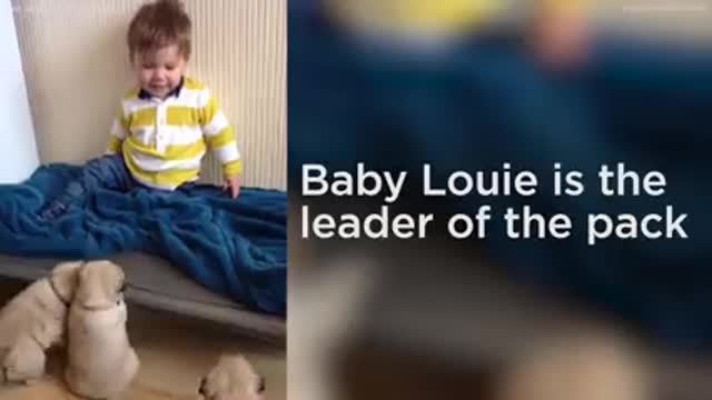 Enjoy: 😂How cool this kid is with his dogs