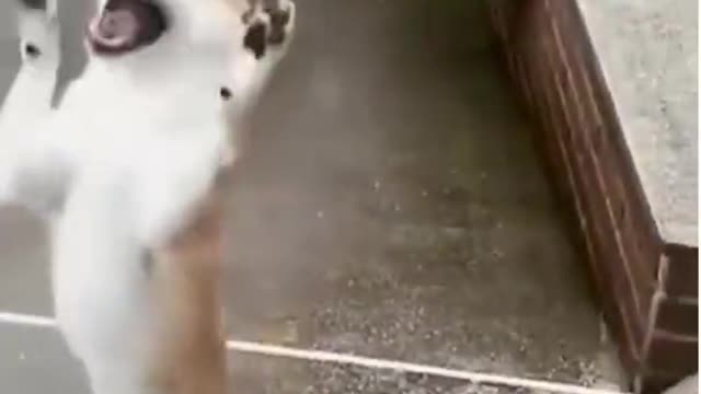 🐶Funny Dog Short Clip😂🤣Wanna laugh 😆Watch The Best Funny Dog Videos Of The Year