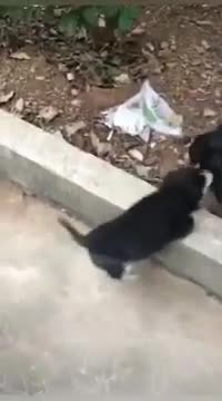 Hilarious Cat Memes - 22 -😹-Most interesting battle, Dog vs Cat