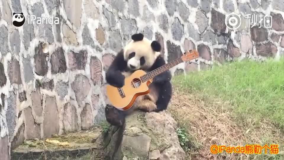 best moment panda Best Funny panda playing guitar Videos