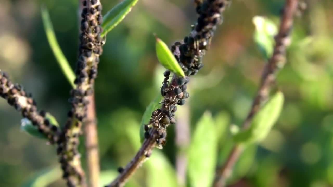 Amazing Ants
