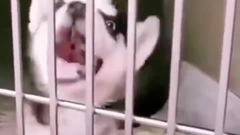 Singing cute puppy