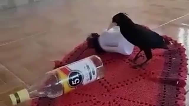 Bird beer
