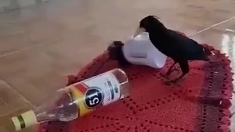 Bird beer