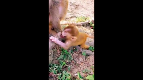 Cute and funny monkey compilation-baby monkey- animal 1