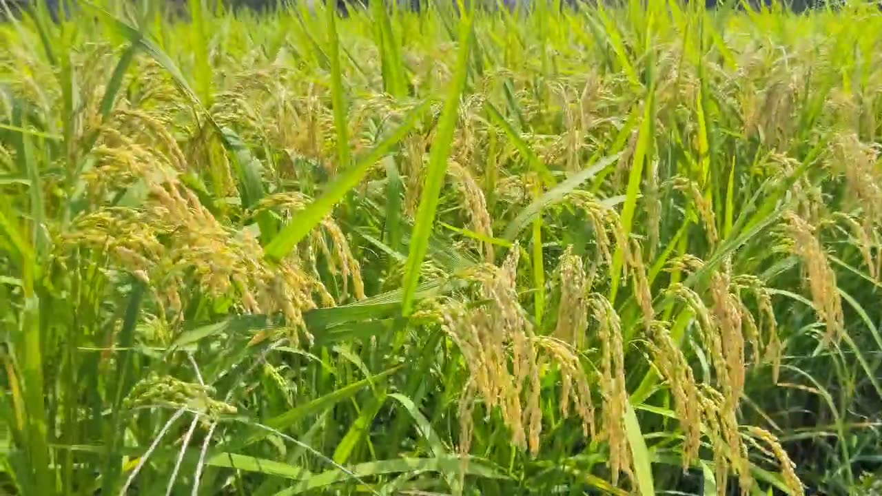 8月27日 明るい農村だより(広島隊)
