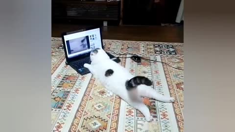 OMG So Cute Cats ❤ Best funny cat videos 2021