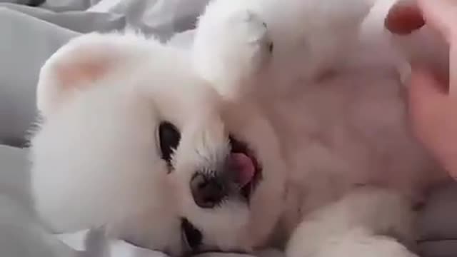 kp10-So Cute Pomeranian Puppy