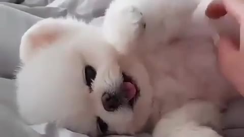 kp10-So Cute Pomeranian Puppy