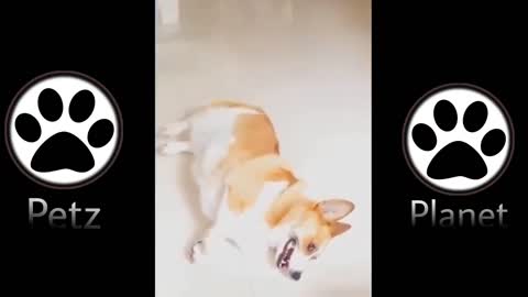 Funny dog Vines - Short Funny dog Videos