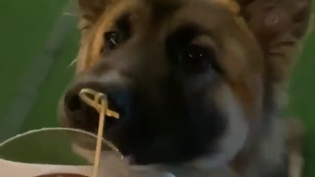 Dog Takes Drink!