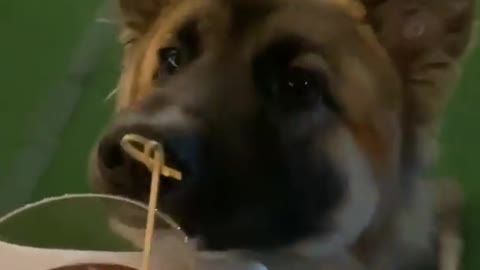 Dog Takes Drink!