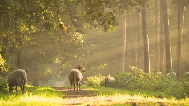 Sheep in the forest 🐏 🌿