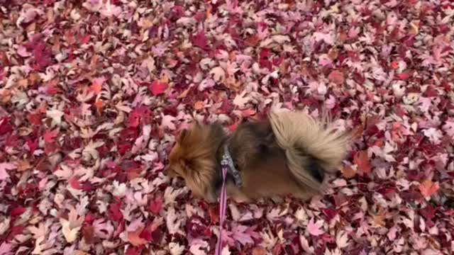 Miniature Pomeranian in Red Fall Maple Leaves