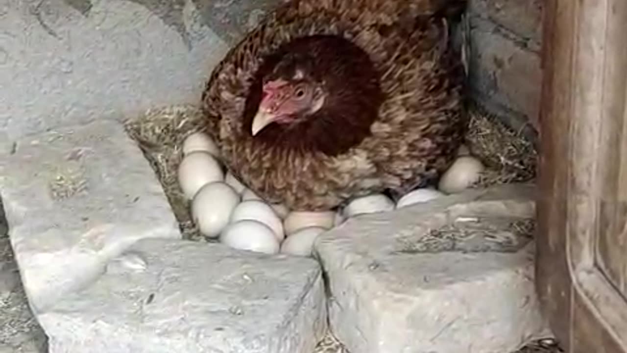 Hen Hatching At Village Level