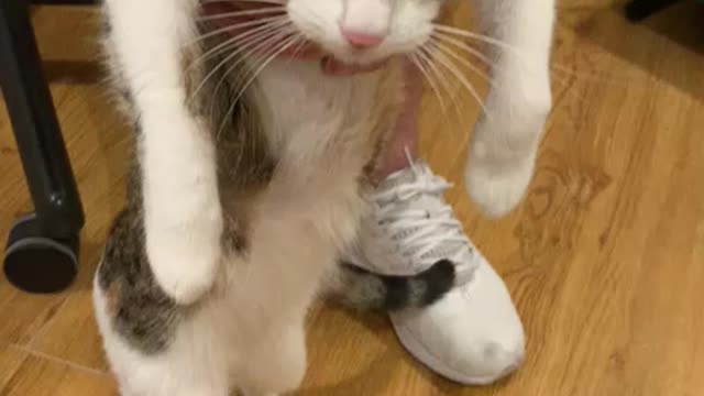 Calico Cat in heat