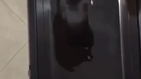 Trying to get in shape