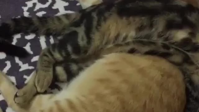 lazy cat
