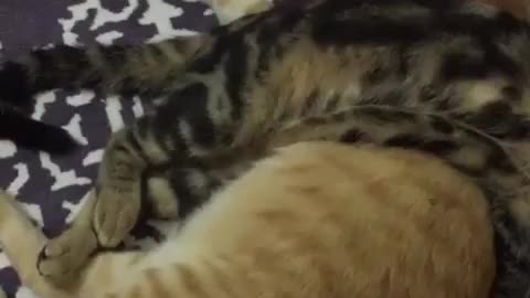 lazy cat