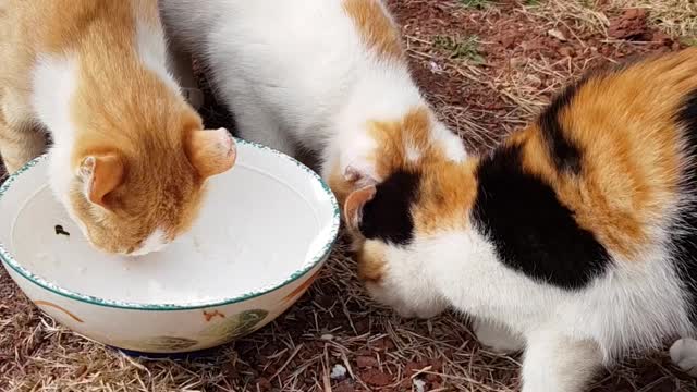 Korean cute cats eating food