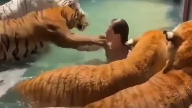 bathing with a group of tigers