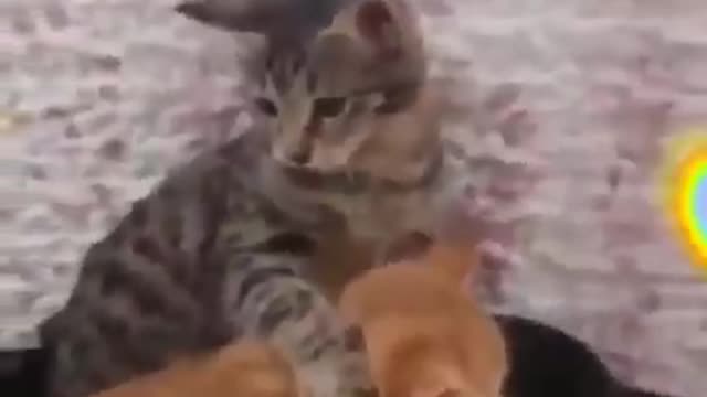 Love funny meme ❤️🥰😉