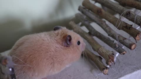 hamster walk obstacle track