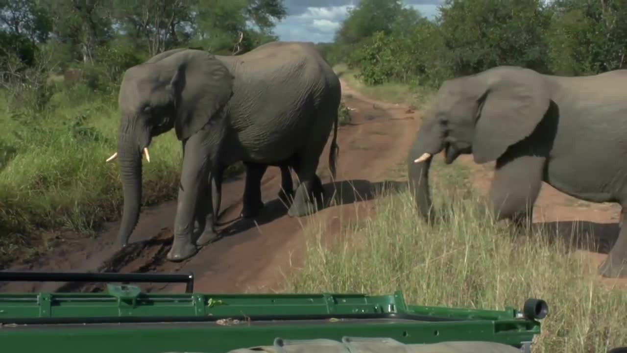 LIVE Safari Thornybush
