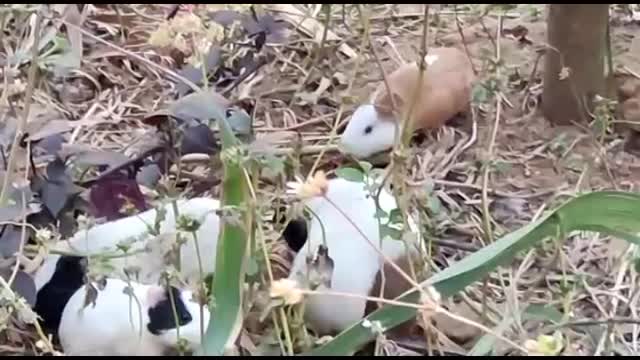 rabbits grass eating videos 🐇🐇🐇