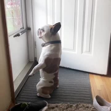 Bulldog Francés ve a un conejito fuera de su casa