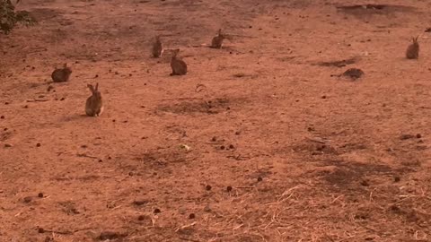 Wild Rabbits Frozen in Place