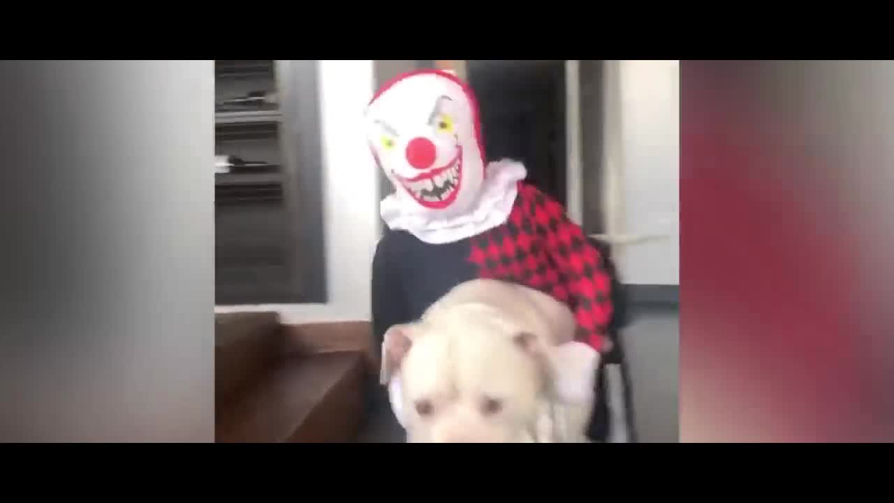 Funny Dogs And Cats At Halloween #2