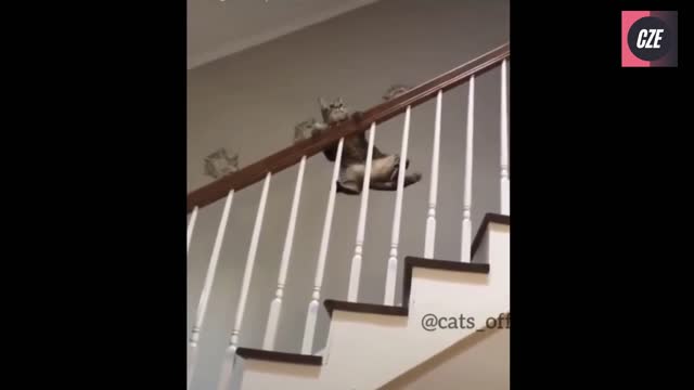 Funniest Cats 😹😂 - Funny Cats Life