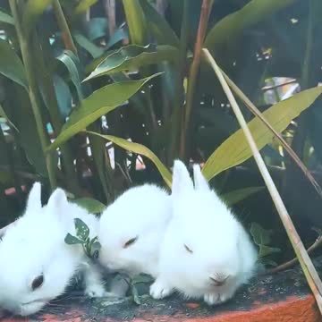 Baby bunnies enjoy their snack time
