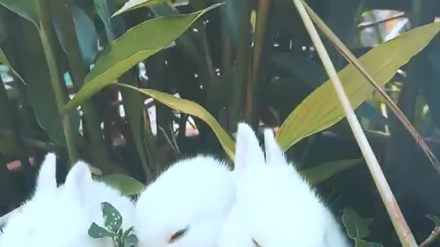 Baby bunnies enjoy their snack time