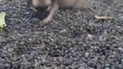 Puppies walk around a garden filled with coffee fruits