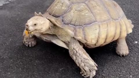 Tortoise-Riding Pup