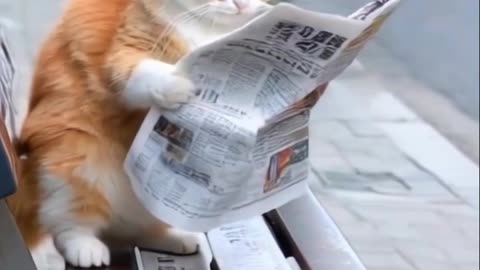 cat news paper today