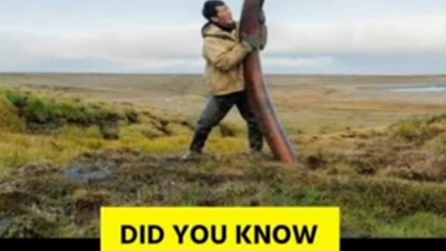 6 Interesting facts