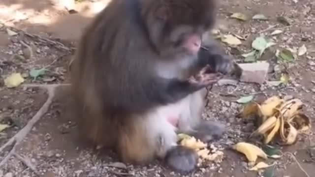 Funny Animals 2