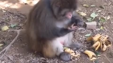 Funny Animals 2