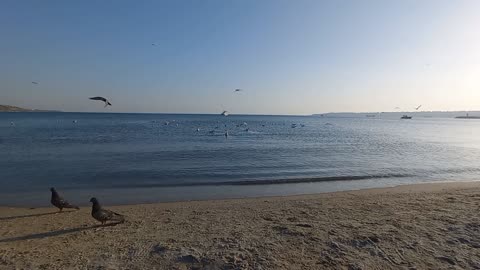 Beautiful landscape of birds on the seashore