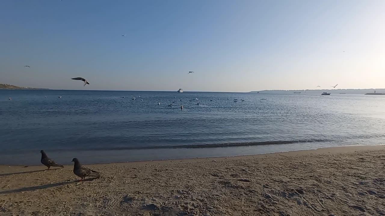 Beautiful landscape of birds on the seashore