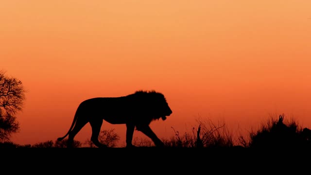 Stunning lion silhouette moment filmed in the African wild