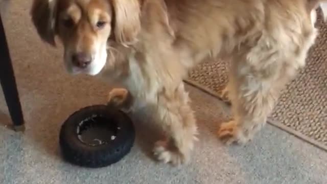 Labrador dog suddenly attacks owner on carpet