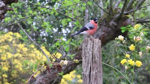 bird on the tree trunk