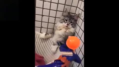 Funny animal video cat try not to laugh