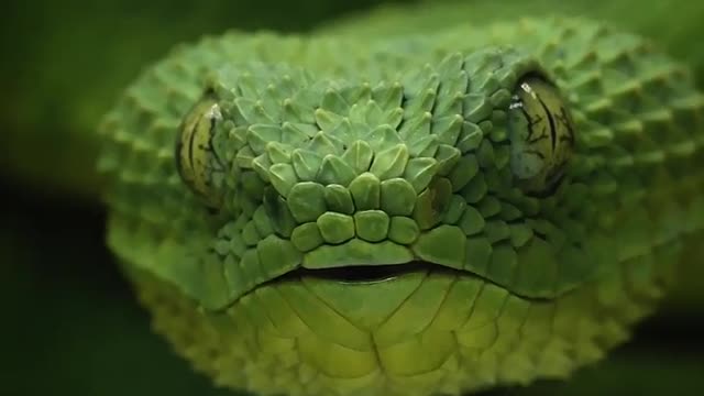 Green snake