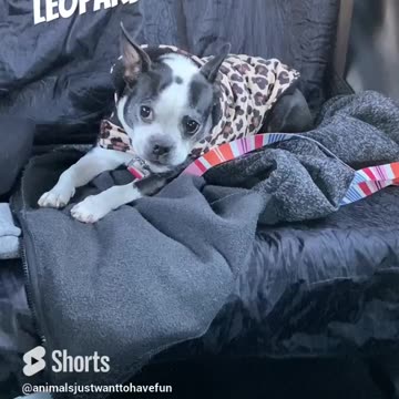 Leopard Boston terrier