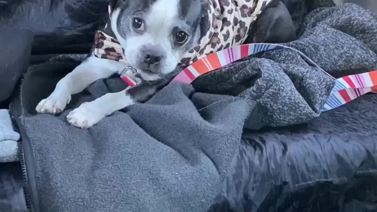 Leopard Boston terrier